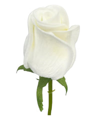 Real Touch Roses (Single Rose)