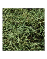 Floral Garden Reindeer Moss (24in)